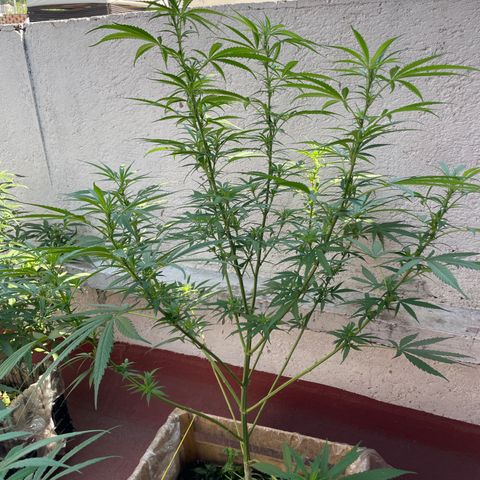 Lemon cake 6 growlog timeline photo