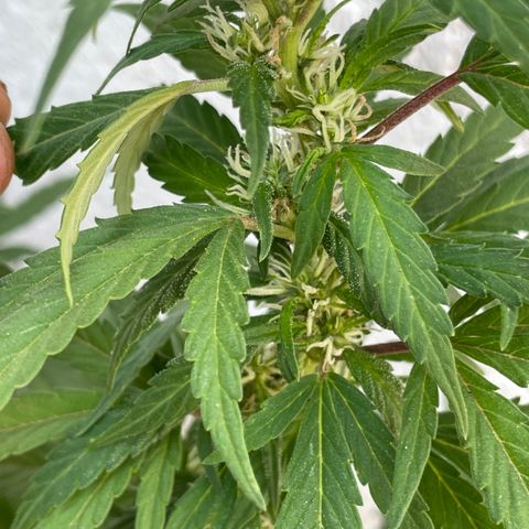 Lemon cake 5 growlog timeline photo