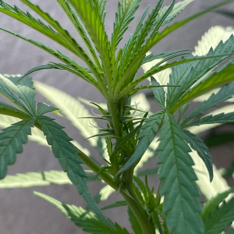 Lemon cake 6 growlog timeline photo