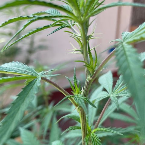 Lemon cake 3 growlog timeline photo