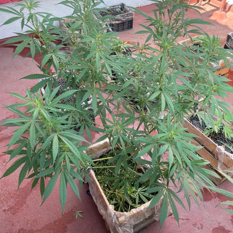Lemon cake 3 growlog timeline photo