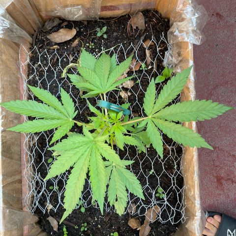 King cake  growlog timeline photo
