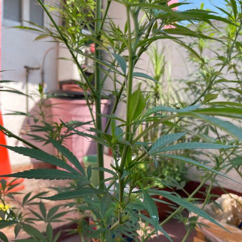 Lemon cake 7 growlog timeline photo