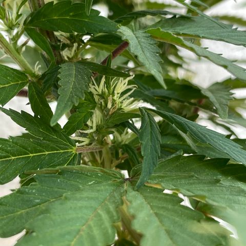 Lemon cake 5 growlog timeline photo
