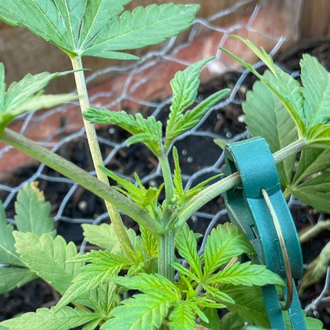 King cake  growlog timeline photo