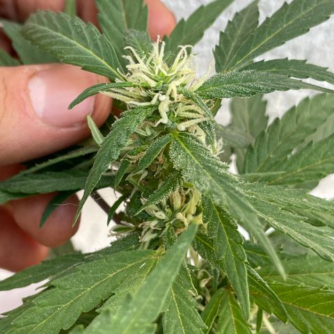 Lemon cake 5 growlog timeline photo