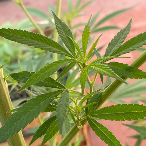 Lemon cake 7 growlog timeline photo