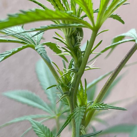 Lemon cake 6 growlog timeline photo
