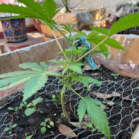 King cake  growlog timeline photo