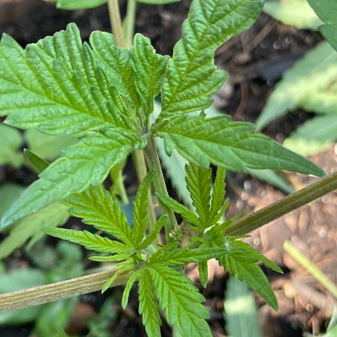 King cake  growlog timeline photo