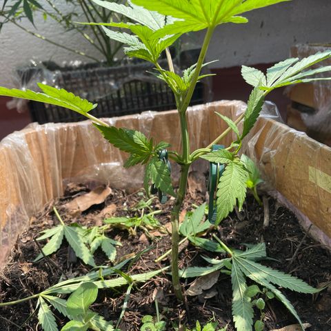 King cake  growlog timeline photo