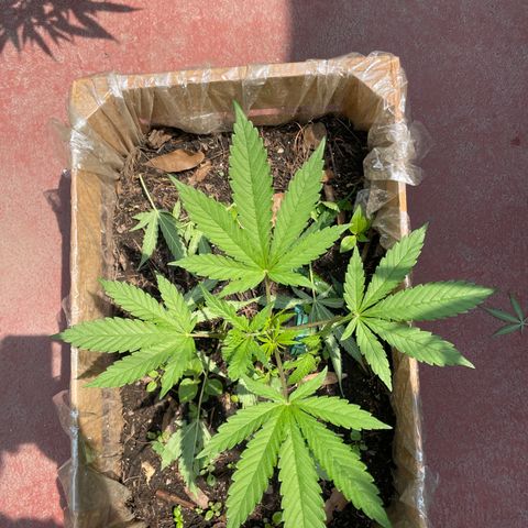 King cake  growlog timeline photo