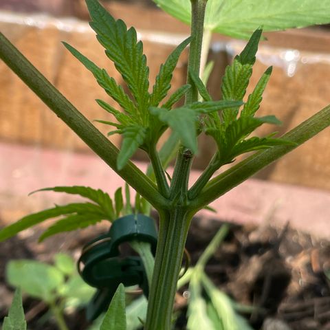 King cake  growlog timeline photo