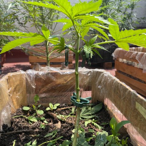 Orange juice  growlog timeline photo