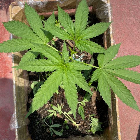 Orange juice  growlog timeline photo