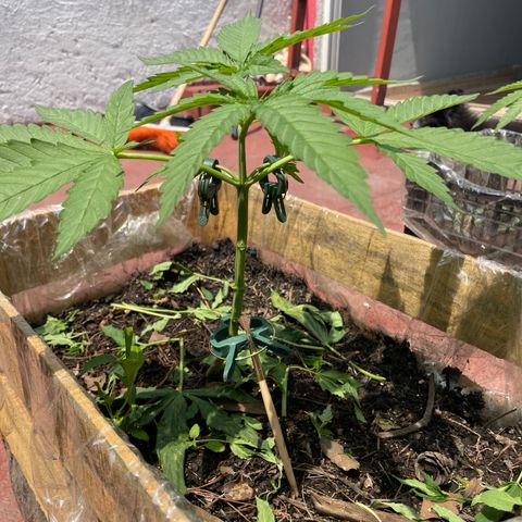 Orange juice  growlog timeline photo