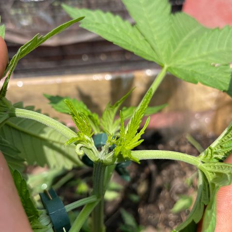 Orange juice  growlog timeline photo