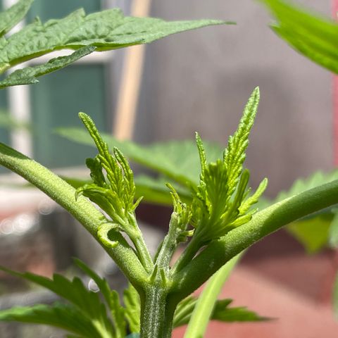 Orange juice  growlog timeline photo