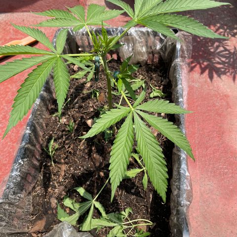 Tangie 2 growlog timeline photo