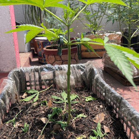 Tangie 2 growlog timeline photo