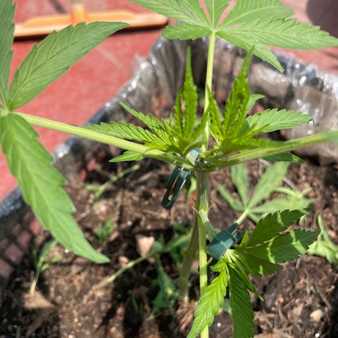 Tangie 2 growlog timeline photo