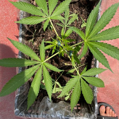 Tangie 2 growlog timeline photo