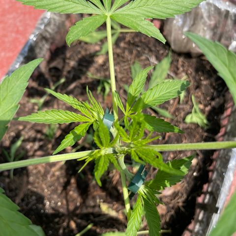 Tangie 2 growlog timeline photo