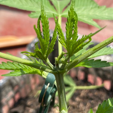 Tangie 2 growlog timeline photo