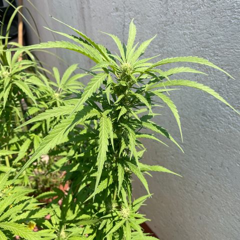 Orange juice(??? growlog timeline photo