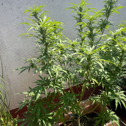 Orange juice(??? growlog timeline photo