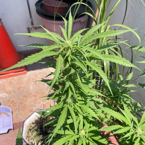 Orange juice(??? growlog timeline photo