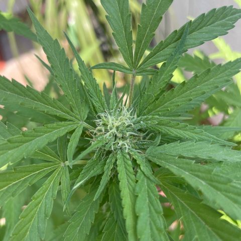 Orange juice(??? growlog timeline photo