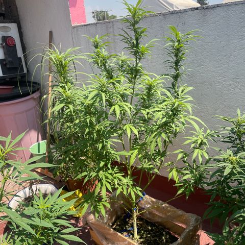 Orange juice(??? growlog timeline photo