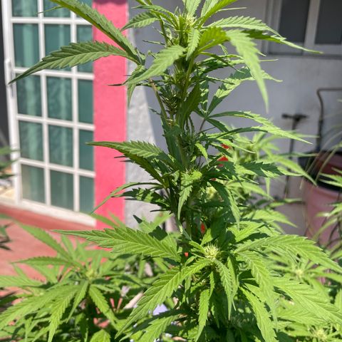 Orange juice(??? growlog timeline photo