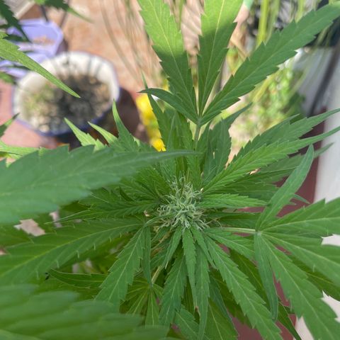 Orange juice(??? growlog timeline photo