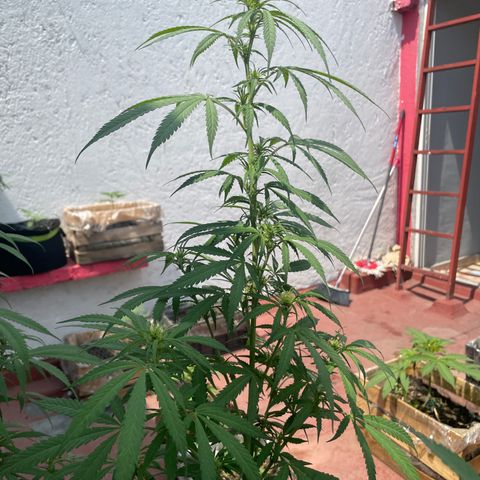 Lemon cake 3 growlog timeline photo