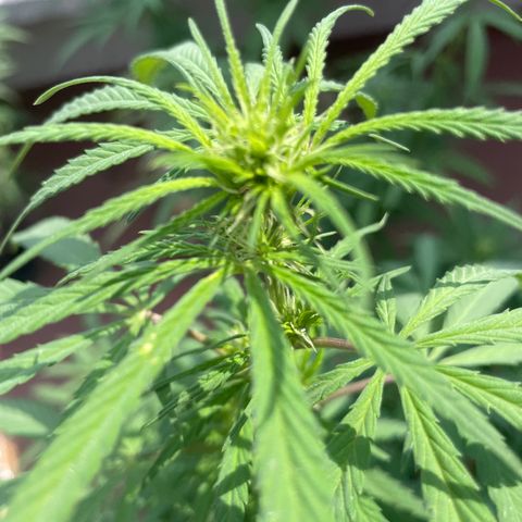 Lemon cake 3 growlog timeline photo