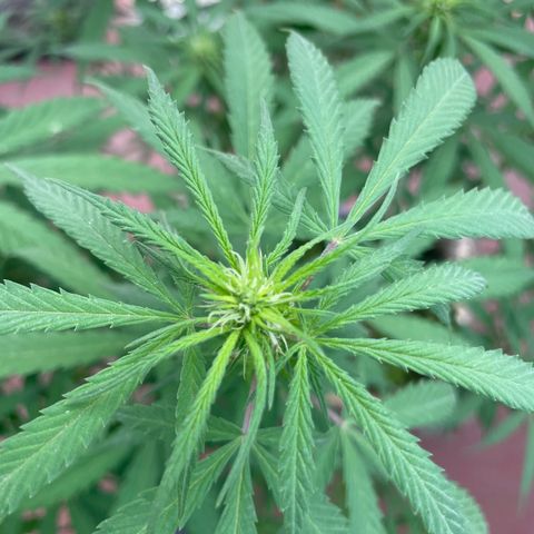 Lemon cake 3 growlog timeline photo