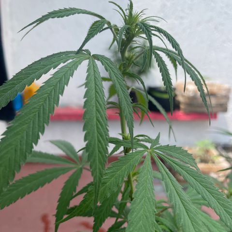 Lemon cake 3 growlog timeline photo