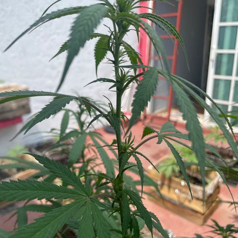 Lemon cake 3 growlog timeline photo
