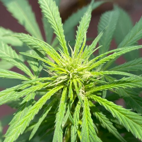 Lemon cake 3 growlog timeline photo