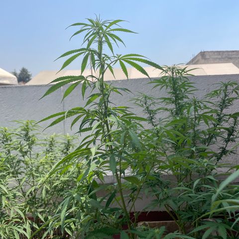 Lemon cake 3 growlog timeline photo