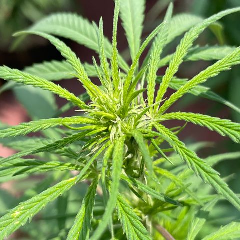 Lemon cake 3 growlog timeline photo
