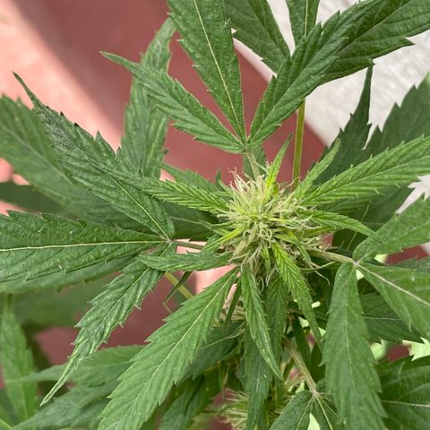 Lemon cake 4 growlog timeline photo