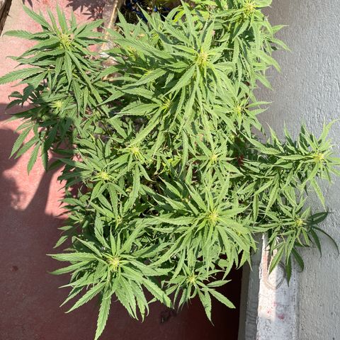 Lemon cake 4 growlog timeline photo