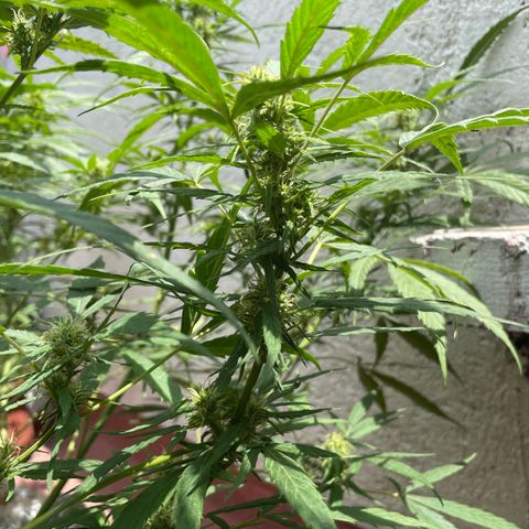 Lemon cake 4 growlog timeline photo