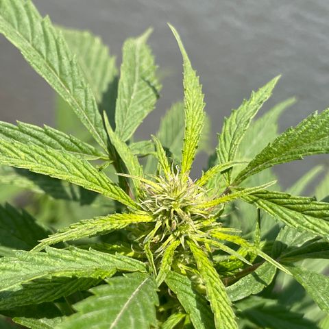 Lemon cake 4 growlog timeline photo