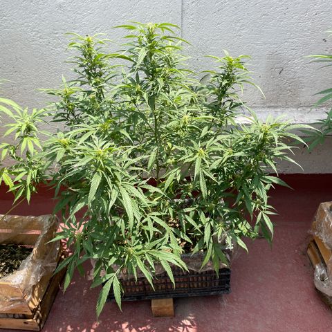 Lemon cake 4 growlog timeline photo