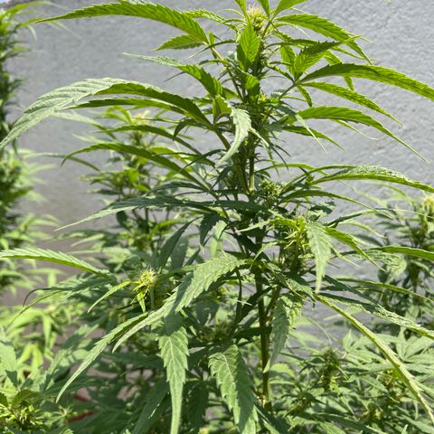 Lemon cake 4 growlog timeline photo