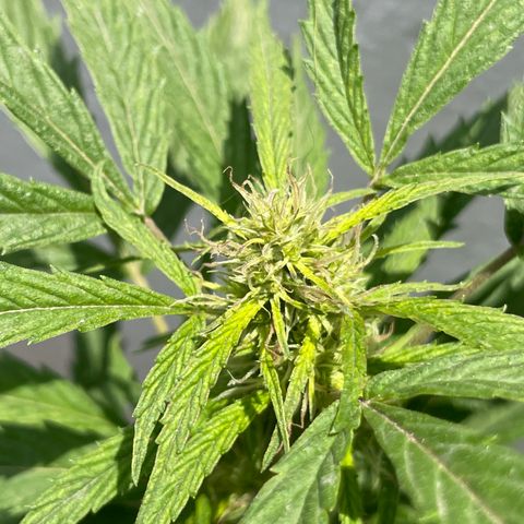 Lemon cake 4 growlog timeline photo